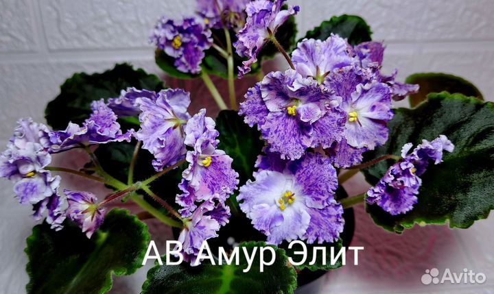 Сортовые фиалки