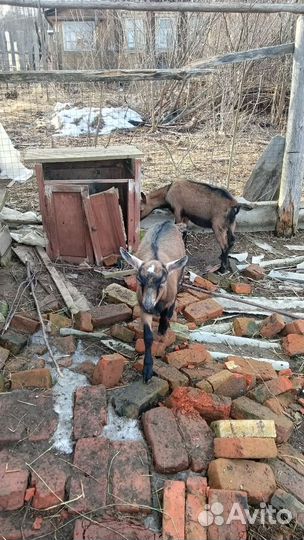 Чешские козлята