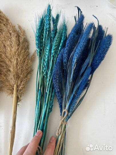 Сухоцветы для декора