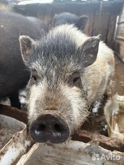 Вьетнамский хряк молодой на племя