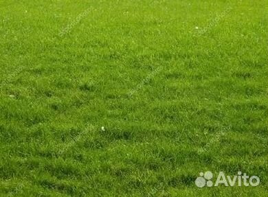 Продажа Рулонного газона