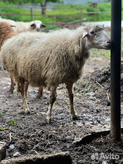 Овцы бараны