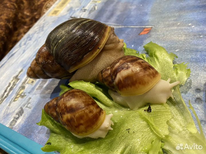 Мокрицы