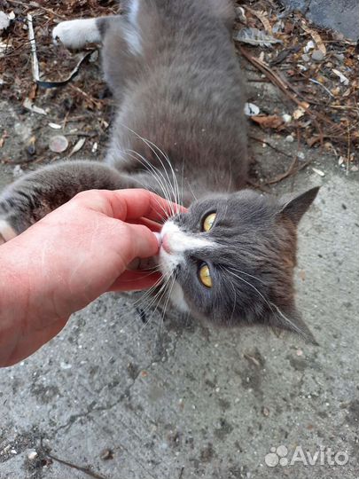 Котик ищет дом