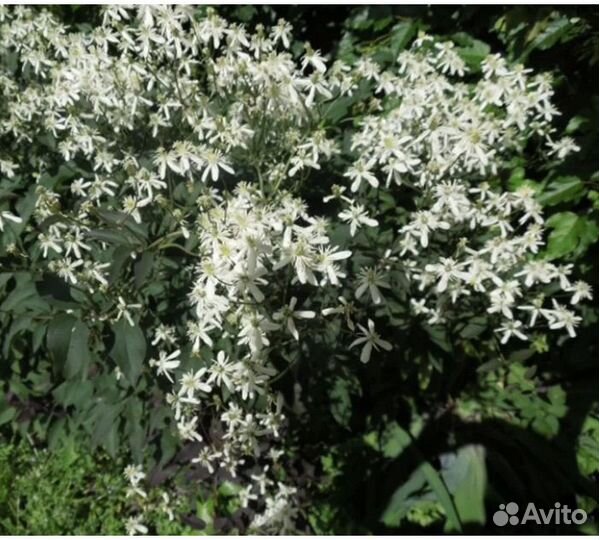 Клематис (Ломонос)