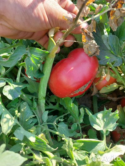 Розовые помидоры