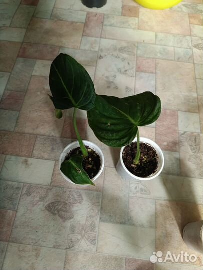 Филодендроны