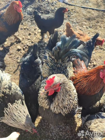 Молодые петухи