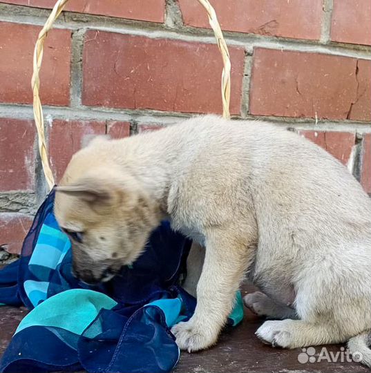 Щенок-девочка Кукла в дар