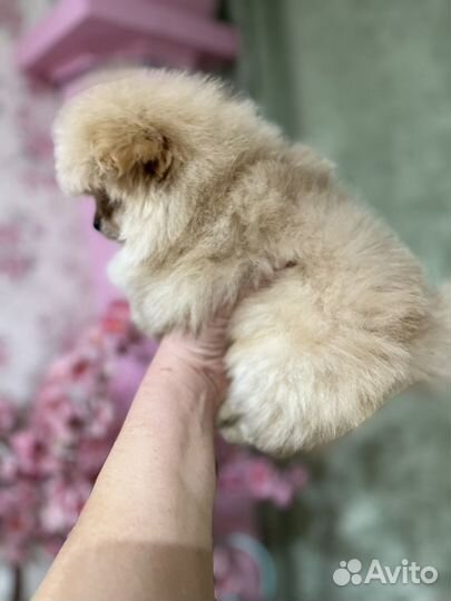 Мальчик пушок