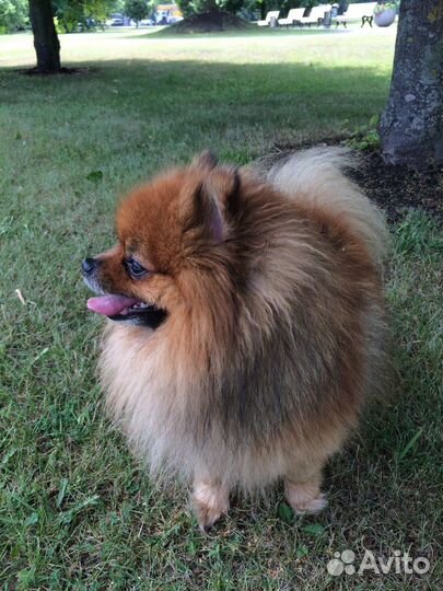 Кобель для вязки шпиц