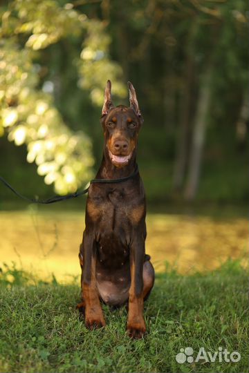 Щенкок добермана