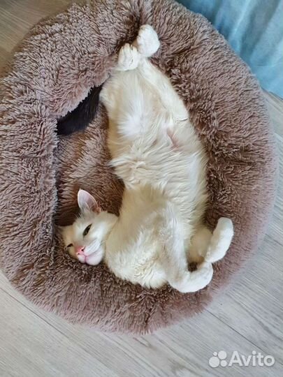 Передержка кошек домашняя