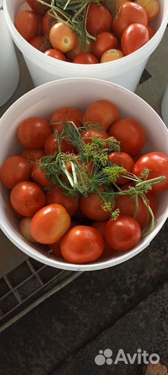 Соленые помидоры