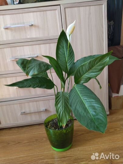 Спатифиллум