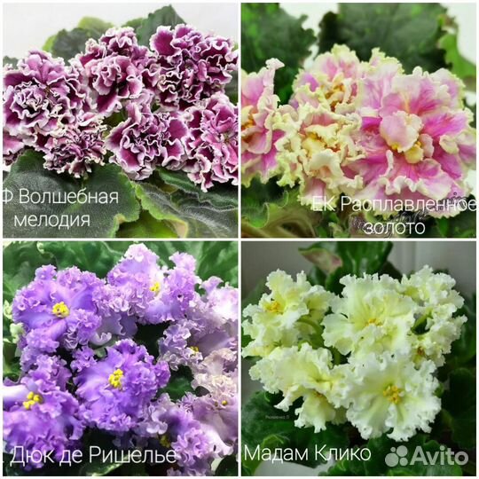 Листы фиалок на срез