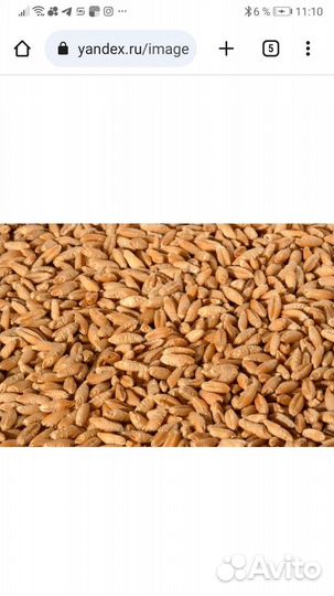 Тритикале зерно