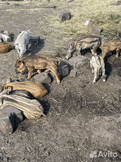Продам поросят