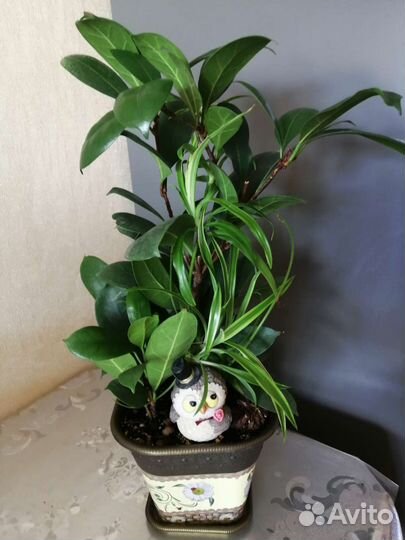 Фикусы, пеперомия, опунция и др