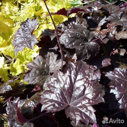 Гейхера Блэкаут