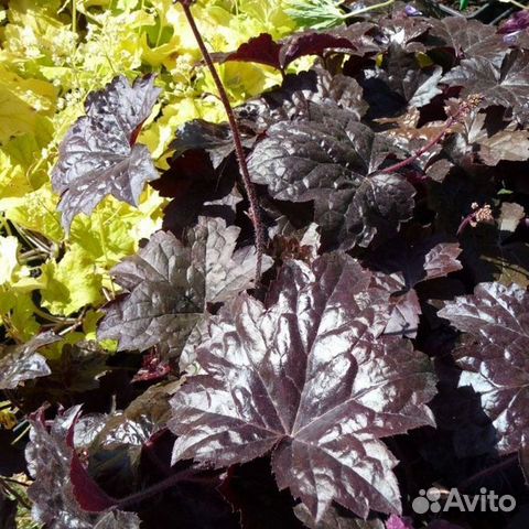 Гейхера Блэкаут