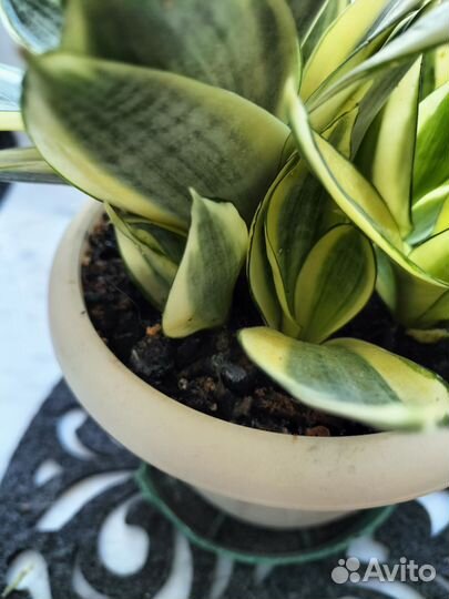 Сансевиерия ханни голд