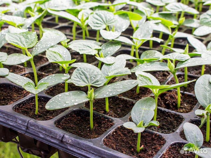 Рассада огурцов Герман и другие