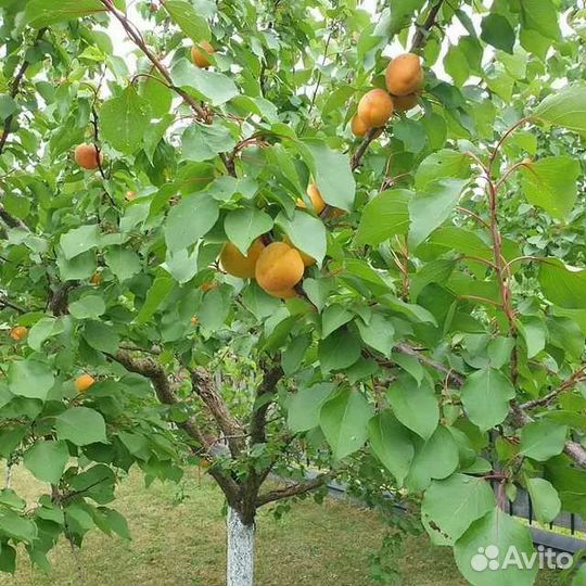 Саженцы абрикоса четырёхлетние