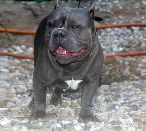 Американский булли покет вязка