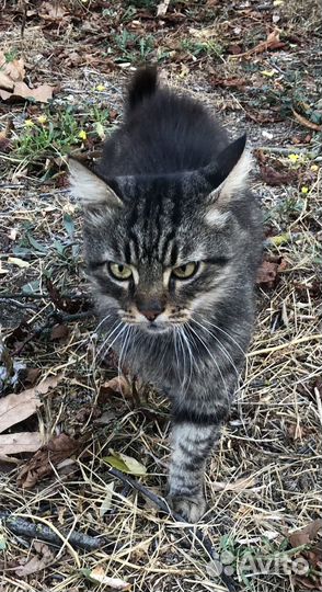 Котик в добрые руки
