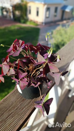 Кислица оксалис