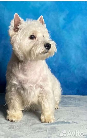 Стрижка тримминг собак