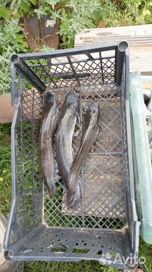 Африканский сом