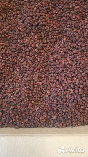 Боярка, шиповник