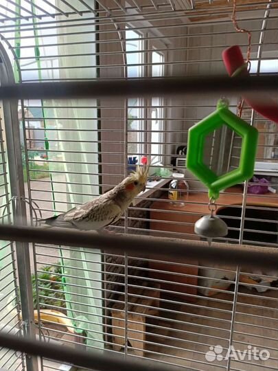 Клетка для попугаев
