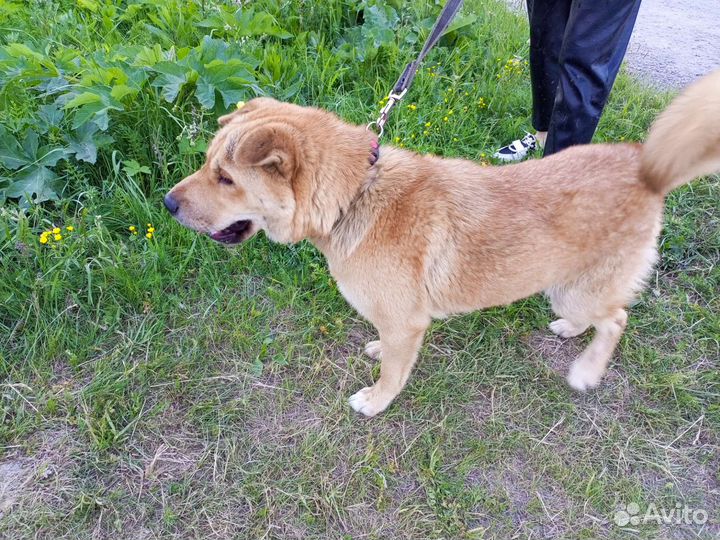 Собака в добрые руки