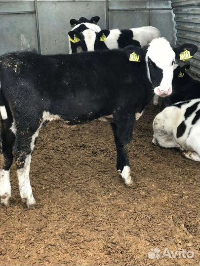 Бычки телята