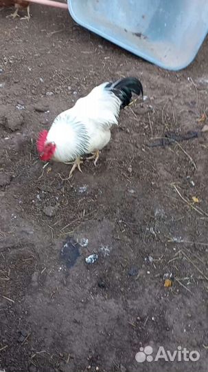 Петух породы Адлерская серебристая, 9 месяцев