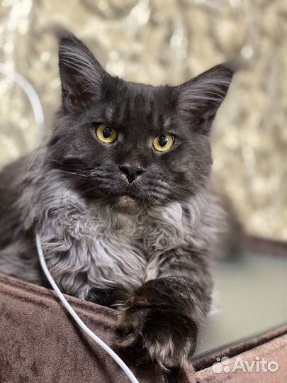 Мейн-кун вязка