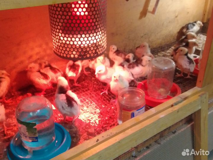 Пушкинские цыплята