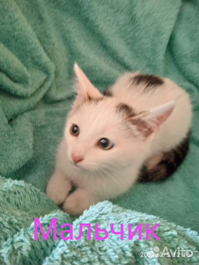 Котята в добрые руки бесплатно