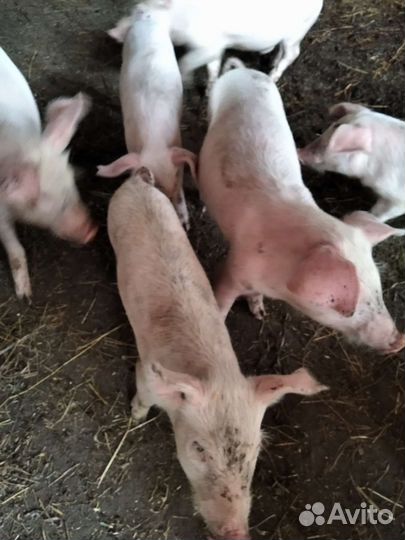 Поросята