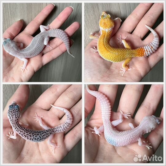 Эублефары BN/Blizzard/Total/TA/BA/Blood