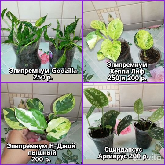 Цветы домашние