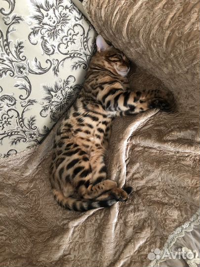 Бенгальский кот для вязки