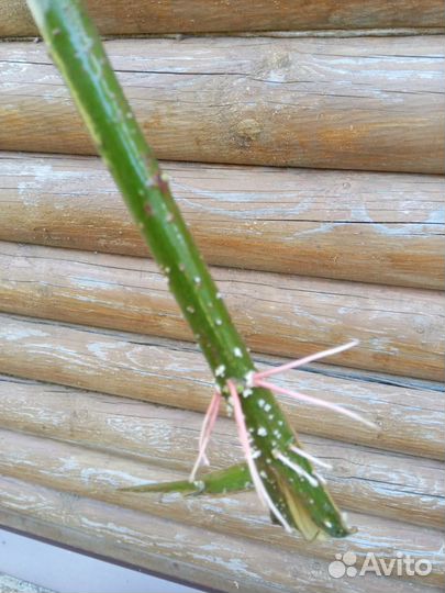 Ива шаровидная