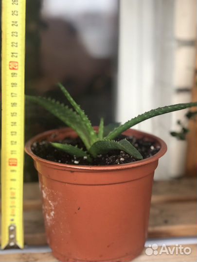 Комнатнве цветы