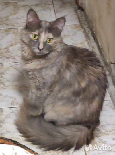 Кошки в добрые руки