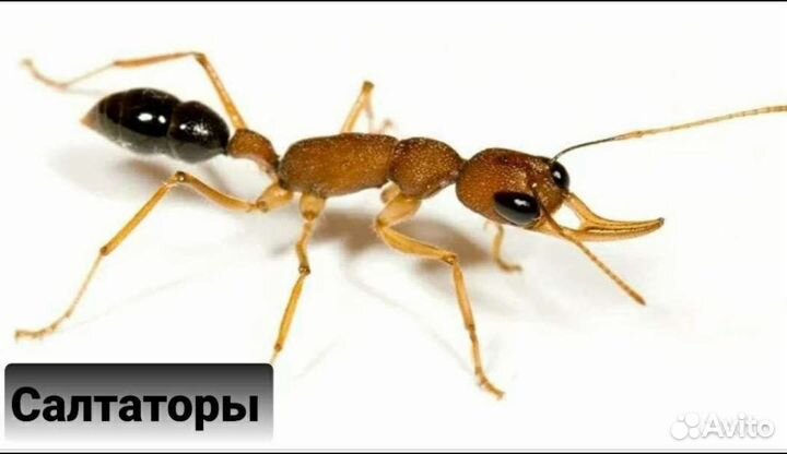 Муравьи