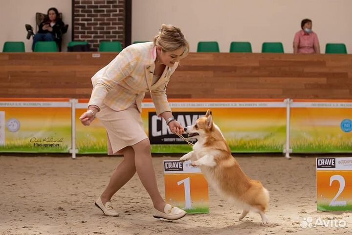 Профессиональный Хендлер